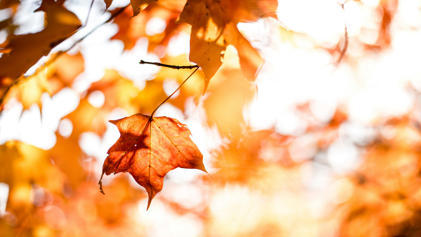 The SensioLabs Fall 2026 Roadmap: Where to Catch Us This Autumn!